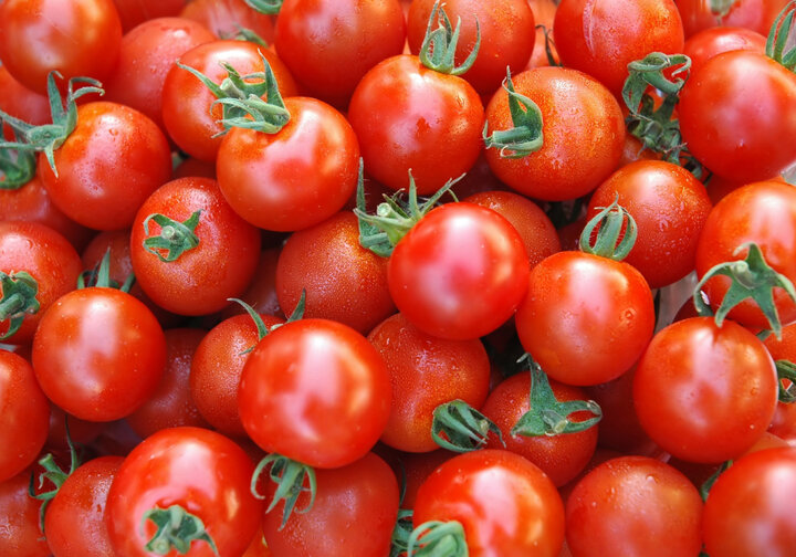 کشت نشایی گوجه فرنگی در اراضی کشاورزی قزوین آغاز شد