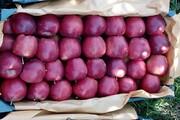 ۲۵ هزار تن محصول سیب آذربایجان غربی خریداری شد