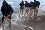 صید ماهیان استخوانی در مازندران ۳۳ درصد رشد داشته است