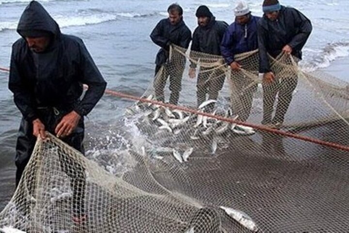 صیادان مازندران ۹۰۰ تن ماهی صید کردند 