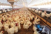 تنها واحد صنعتی مرغ تخم گذار شرق مازندران به چرخه تولید بازگشت