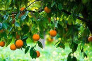 ۱۸۰۰ تن سیب و پرتقال برای شب عید در استان مرکزی خریداری شد