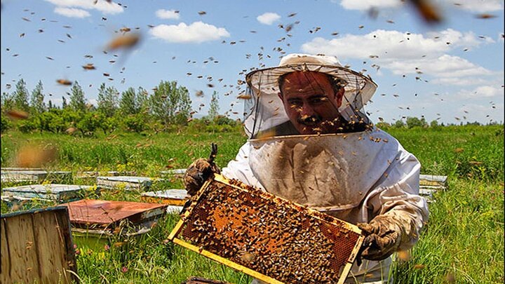 صادرات اولین محموله ژل رویال/۱۱۲ هزار تن عسل تولید می شود