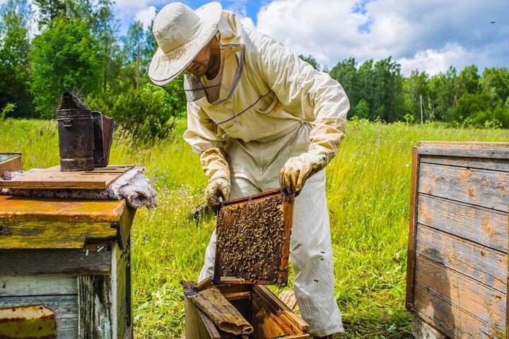 ۱۷ ایستگاه تولید ملکه زنبور عسل در استان بوشهر مستقر شد