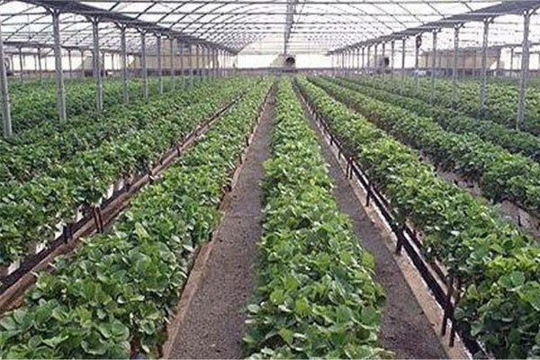 نسخه های جدید برای توسعه کشاورزی گلخانه ای در فارس| سرمایه گذاران تسهیلات ارزان قیمت می گیرند
