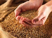 ۴۲ هزار تن گندم از روسیه به مازندران حمل شد