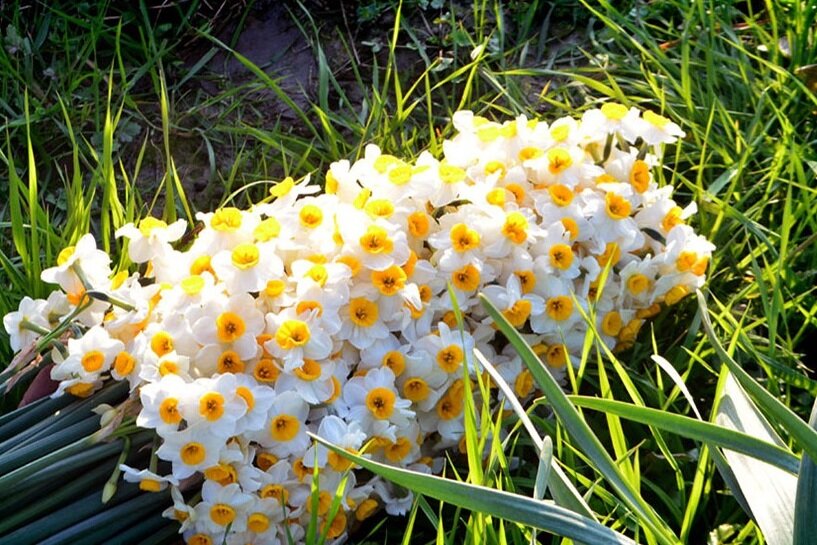 بازار نرگس های کویر خزان است| «نارسیس» ظرفیتی مهیا اما مغفول