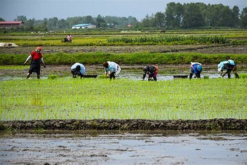 ۷۲۰ هکتار از شالیزارهای چالوس آماده برداشت است