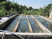 شهرستان ماهنشان۶۱ درصد تولید آبزی در زنجان را دارد