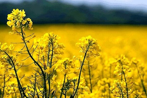 کشت کلزا در سیستان و بلوچستان  ۲۰۰ درصد افزایش یافت
