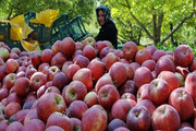 صادرات ۲۰ هزار تُن سیب دماوند به کشورهای حوزه خلیج فارس با مشکل روبرو شد