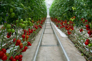 تولید سالانه ۲۳ هزار تن صیفی‌جات گلخانه‌ای در منطقه آزاد ارس
