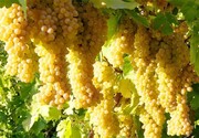پیش بینی برداشت ۲۰ هزار تن انگور یاقوتی در استان کرمانشاه