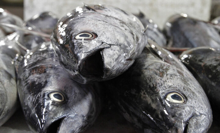 سرانه مصرف ماهی در مازندران به ۱۴ کیلوگرم رسید
