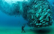 آیا بر اثر صید بی‌رویه ماهی‌های اقیانوسی این موجودات بی‌آزار در خطر انقراض هستند؟