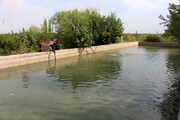 ۲۰۰ هزار قطعه بچه ماهی گرمابی در استخرهای علی آباد کتول رهاسازی شد