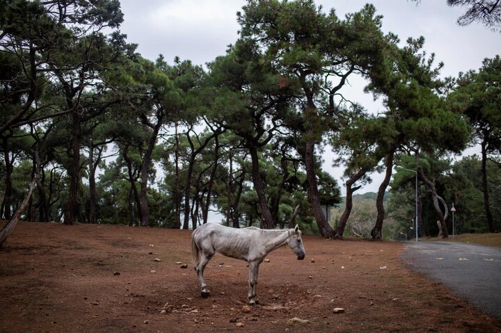 درشکه