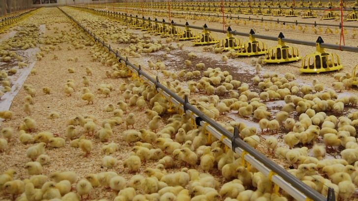 تولید ۱۳ هزارو ۶۴۲ تن گوشت مرغ در خراسان رضوی