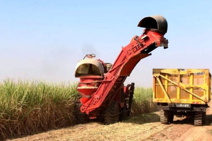 ۷۶ هزارتن شکر در شرکت توسعه نیشکر خوزستان تولید شد