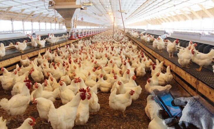 مرغداران یزدی در آستانه ورشکستگی| کمبود مرغ در بازار در آینده نزدیک