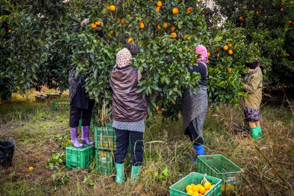 باغداران پرتقال کام کشور را شیرین کردند