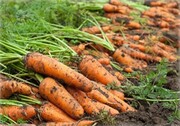 قیمت هر کیلوگرم هویج به ۲۷ هزار تومان رسید| کاهش تولید، افزایش تقاضا و صادرات