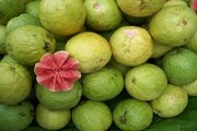 شهرستان سرباز بزرگترین صادرکننده نهال میوه های گرمسیری کشور است