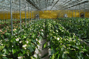 ۲۵ هزار گونه گیاهی در باغ گیاه شناسی نوشهر جمع آوری شده است