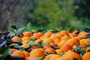 ۱۰۰۰ تن سیب و پرتقال در مازندران توزیع می شود/ انجام غیرحضوری امور بانکی