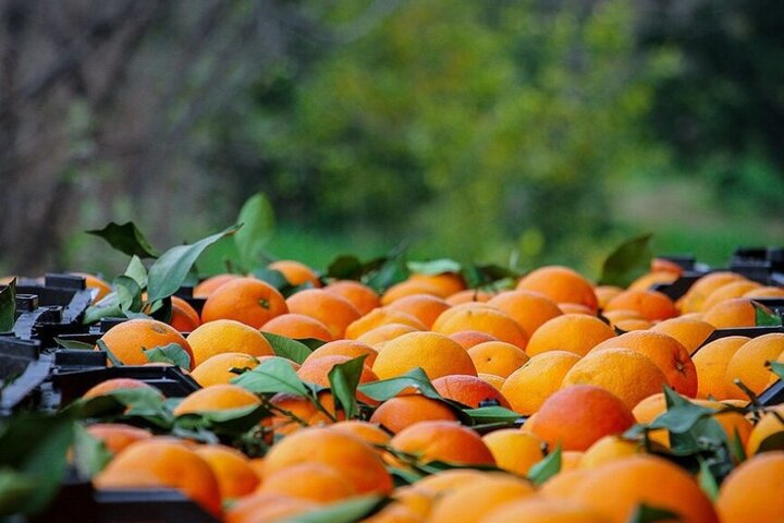 پرتقال «تامسون» قابلیت صنایع تبدیلی ندارد
