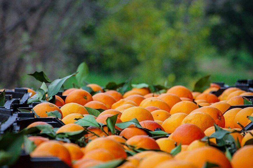 پرتقال ویژه شب عید از ۲۵۰ باغدار مازندران خریداری شده است