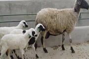 ۱۴ هزار راس گوسفند افشاری درزنجان ژن دار می‌شوند