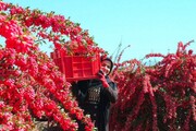 هزار تن زرشک از کشاورزان خراسان جنوبی به صورت توافقی خریداری شد