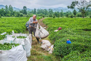 تولید چای بهداشتی و استاندارد در ۳۳ کارخانه شمال کشور