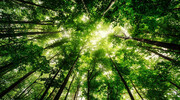 اثرات زیان‌بار سیل با قانون تنفس جنگل‌ها کاهش یافت/ جنگل و مرتع زیربنای توسعه پایدار
