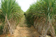 تولید هزاران تن شکر در کشت و صنعت نیشکر هفت تپه