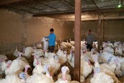 تولید ۶۰۰ تن گوشت بوقلمون در استان خوزستان