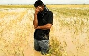 خسارت ۶۵۱ میلیارد تومانی سیل به بخش کشاورزی سیستان و بلوچستان