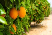 منطقه آزاد کشاورزی در جنوب استان کرمان ایجاد شود