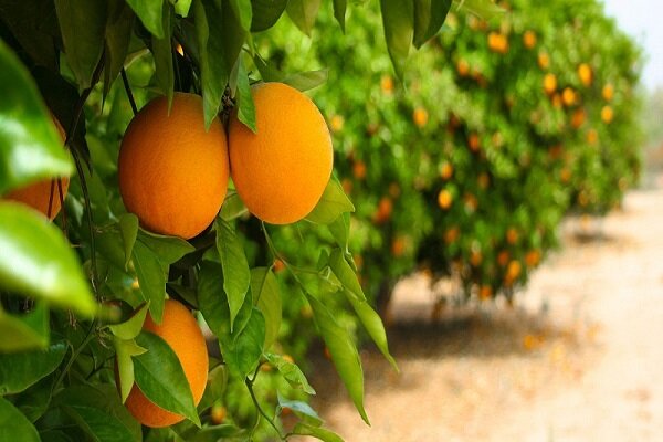 پیچش عطر نارنج در باغات طبس/ برداشت ۶۶۹ تن انواع مرکبات پیش بینی می‌شود