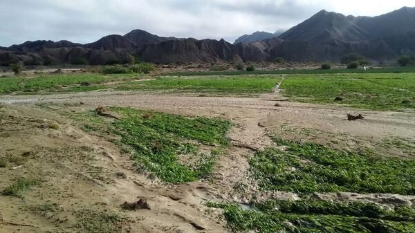 سیلاب ۳۵ هکتار از زمین های کشاورزی سیستان و بلوچستان را نابود کرد