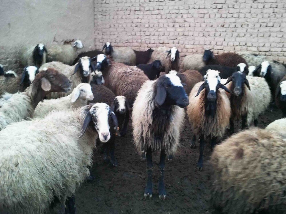 پتانسیل منحصربفرد یکانات مرند در پرورش گوسفند نژاد ماکویی