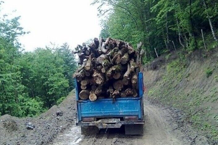 قاچاق چوب تجارتی دو سر باخت در زنجان| درختانی که ایستاده می‌میرند