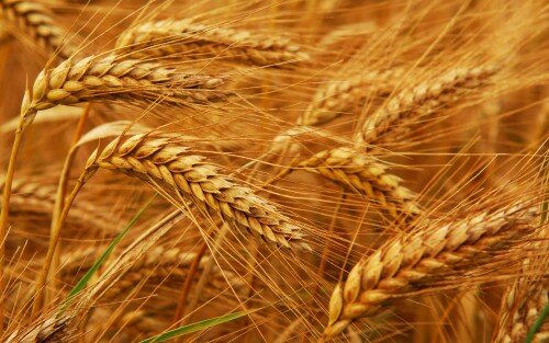 گندم خوزستان درجه یک و ممتاز است