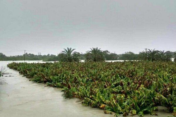 سیلاب ۹۶ میلیارد خسارت به بخش کشاورزی کرمان وارد کرد