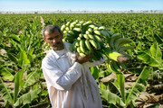 اصلاح و نوسازی بیش از ۳۹ هزار هکتار باغات میوه‌های گرمسیری در سال ۱۴۰۰