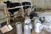 ماهانه ۹۵ تن شیر به روش سنتی در سیستان و بلوچستان تولید می‌شود