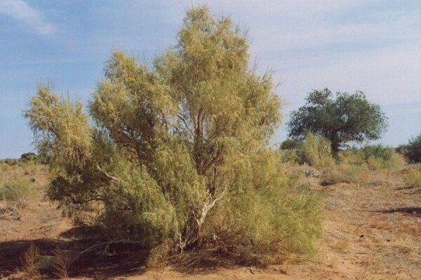بیابان‌های یزد هر روز وسیع‌تر می‌شود | حفظ پوشش گیاهی کم خرج‌ترین روش بیابان زدایی