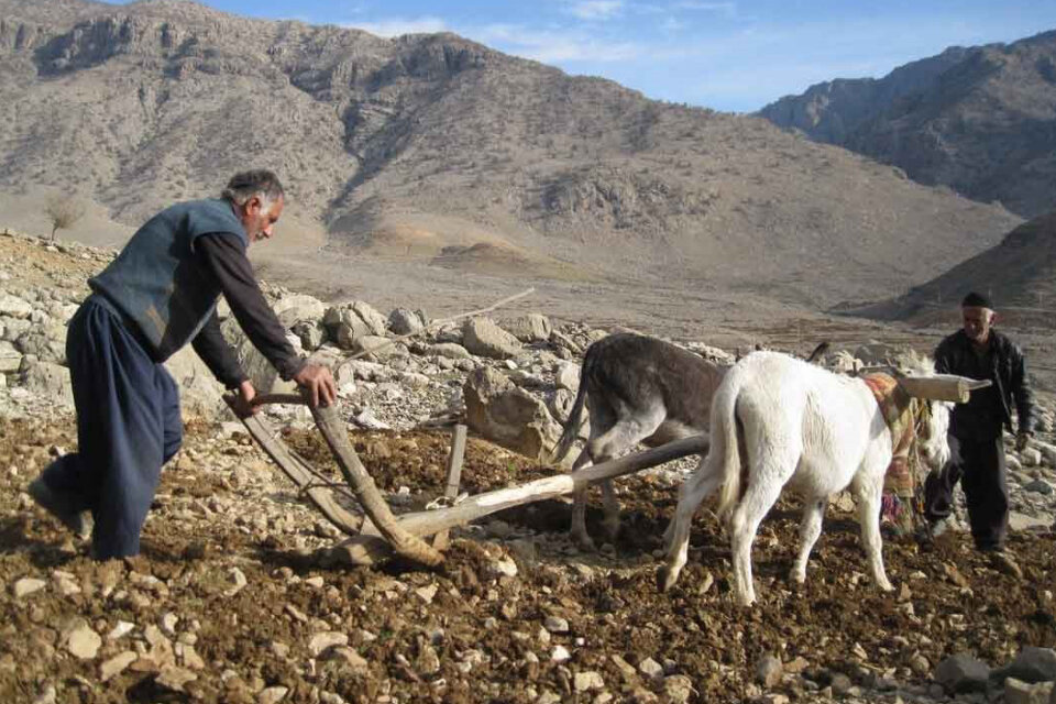 کشاورزان و دامداران چه کنند تا محصولاتشان آسیب کمتری ببینند؟