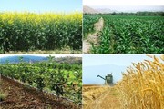 اراضی زراعی آذربایجان ‌شرقی بالغ بر یک ‌میلیون و ۲۰۰ هزار هکتار است